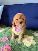 Molly, a female Cavapoo and Poodle - Toy  for sale in Covina, CA – 1 of 3