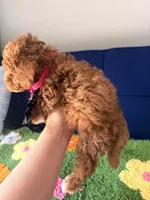 coco（toy size）, a female Poodle - Toy  and Miniature Goldendoodle for sale in Covina, CA – 3 of 3