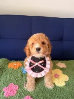 mia（toy size）, a female Poodle - Toy  and Miniature Goldendoodle for sale in Covina, CA – 2 of 3