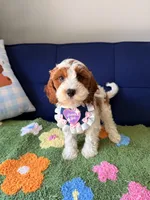 Lily, a female Cavapoo and Poodle - Toy  for sale in Covina, CA – 4 of 4