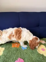 Luna, a female Cavapoo and Poodle - Toy  for sale in Covina, CA – 2 of 3