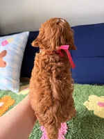 coco, a female Cavapoo and Poodle - Toy  for sale in Covina, CA – 3 of 3