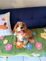 cookie, a male Cockapoo and Poodle - Toy  for sale in Covina, CA – Photo 2 of 4