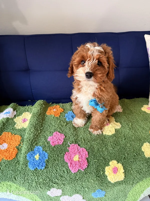 cookie – Cockapoo, Poodle - Miniature  puppy for sale in Covina, CA