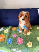 cookie, a male Cockapoo and Poodle - Toy  for sale in Covina, CA – Photo 1 of 4