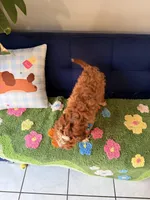 cookie, a male Cockapoo and Poodle - Toy  for sale in Covina, CA – Photo 4 of 4