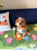 cookie, a male Cockapoo and Poodle - Toy  for sale in Covina, CA – Photo 3 of 4