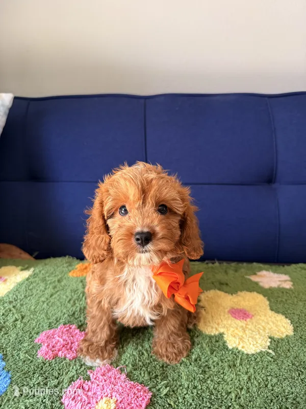 Rocky – Cavapoo, Poodle - Toy  puppy for sale in Covina, CA