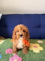 Rocky, a male Cavapoo and Poodle - Toy  for sale in Covina, CA – 1 of 3