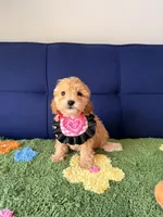 bella, a female Cavapoo and Poodle - Toy  for sale in Covina, CA – Photo 2 of 3