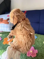 bella, a female Cavapoo and Poodle - Toy  for sale in Covina, CA – Photo 3 of 3