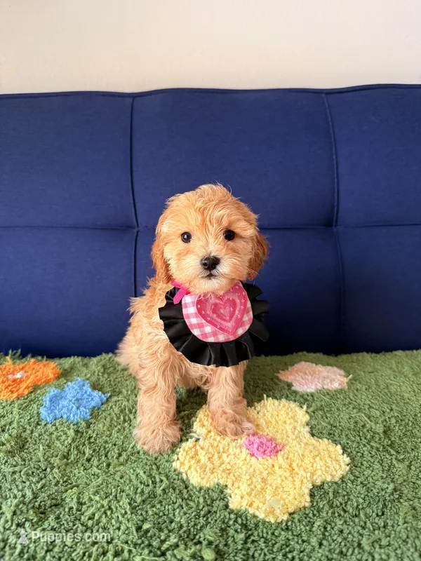 bella – Cavapoo, Poodle - Toy  puppy for sale in Covina, CA