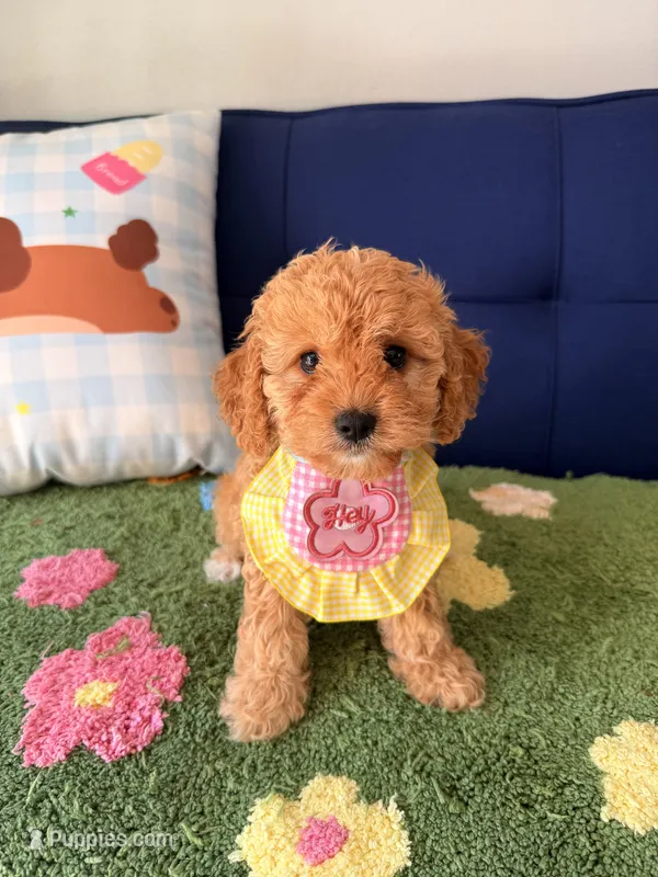 Lucy, a female Cavapoo and Poodle - Toy  for sale in Covina, CA – 1 of 3