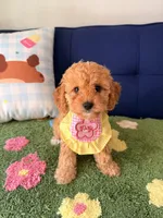 Lucy, a female Cavapoo and Poodle - Toy  for sale in Covina, CA – 1 of 3