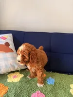 Cooper （teacup）, a male Cavapoo and Poodle - Toy  for sale in Covina, CA – 2 of 3