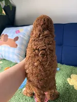 Little Bear, a male Cavapoo and Poodle - Toy  for sale in Covina, CA – 2 of 3