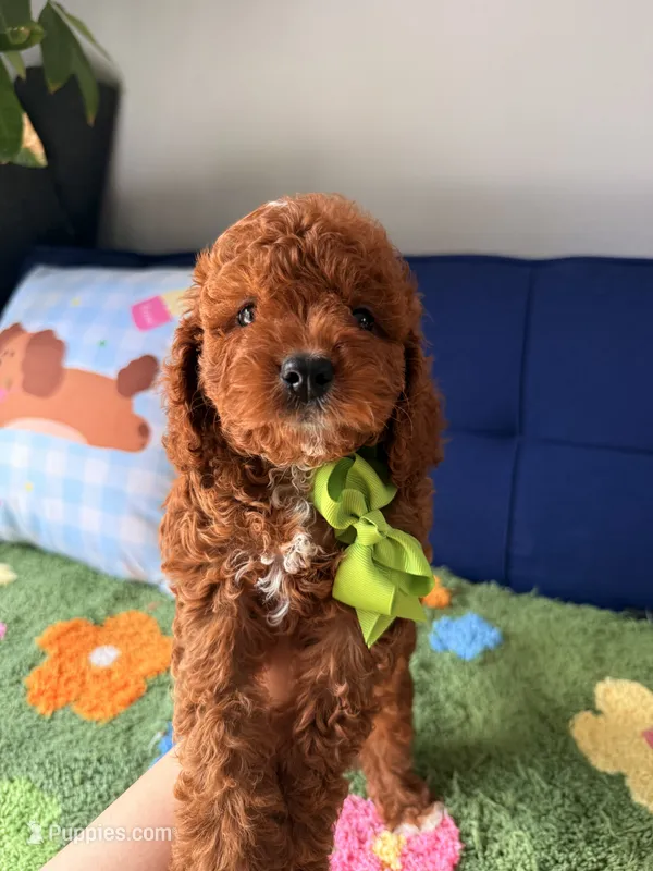 Little Bear – Cavapoo, Poodle - Toy  puppy for sale in Covina, CA