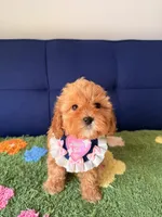 Lily, a female Cavapoo and Poodle - Toy  for sale in Covina, CA – Photo 2 of 4