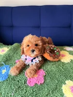 Lily, a female Cavapoo and Poodle - Toy  for sale in Covina, CA – Photo 1 of 4
