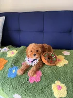 Lily, a female Cavapoo and Poodle - Toy  for sale in Covina, CA – Photo 4 of 4