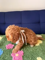 Lily, a female Cavapoo and Poodle - Toy  for sale in Covina, CA – Photo 3 of 4