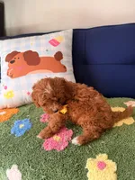 bobby, a male Cavapoo and Poodle - Toy  for sale in Covina, CA – 3 of 3