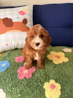 cooper, a male Cavapoo and Poodle - Toy  for sale in Covina, CA – 2 of 3