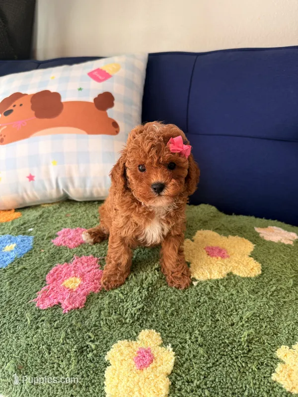 Lily, a female Cavapoo and Poodle - Toy  for sale in Covina, CA – 1 of 3