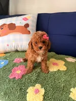 Lily, a female Cavapoo and Poodle - Toy  for sale in Covina, CA – 1 of 3