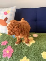 Cooper （teacup）, a male Cavapoo and Poodle - Toy  for sale in Covina, CA – 3 of 3
