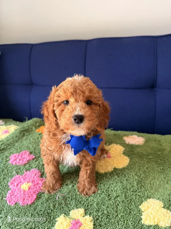 max（toy size） – Poodle - Toy , Miniature Goldendoodle puppy for sale in Covina, CA