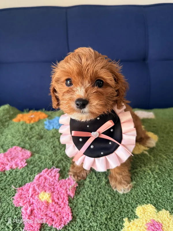 luna – Cavapoo, Poodle - Toy  puppy for sale in Covina, CA