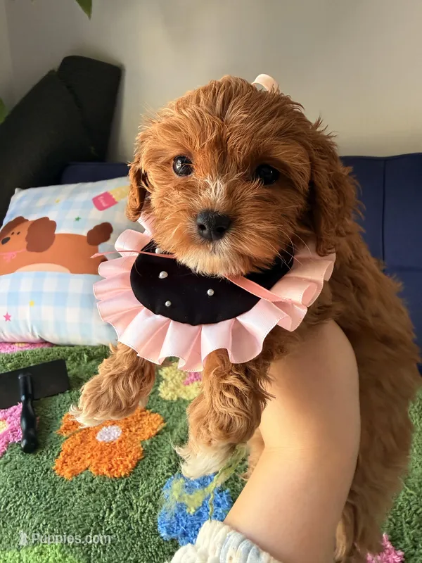 luna – Cavapoo, Poodle - Toy  puppy for sale in Covina, CA