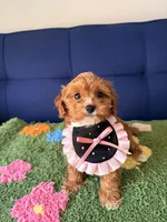 luna, a female Cavapoo and Poodle - Toy  for sale in Covina, CA – Photo 2 of 3