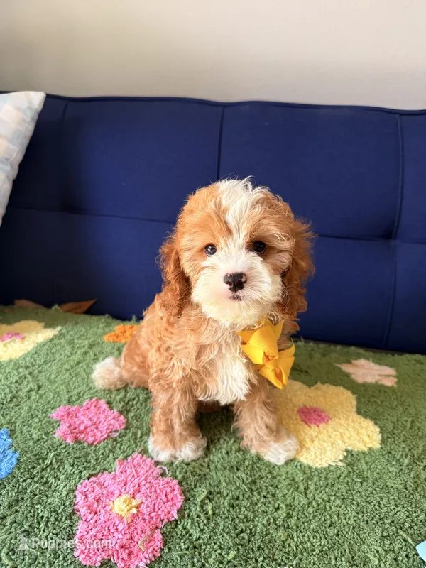 Waffles – Cavapoo, Poodle - Toy  puppy for sale in Covina, CA
