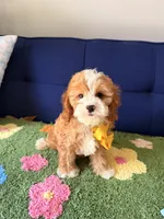 Waffles, a male Cavapoo and Poodle - Toy  for sale in Covina, CA – 1 of 3