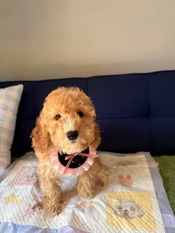 mia – Poodle - Toy , Miniature Goldendoodle puppy for sale in Covina, CA