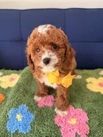 toby, a male Cavapoo and Poodle - Toy  for sale in Covina, CA – Photo 3 of 3