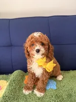 toby, a male Cavapoo and Poodle - Toy  for sale in Covina, CA – Photo 1 of 3