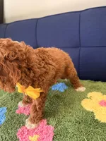 toby, a male Cavapoo and Poodle - Toy  for sale in Covina, CA – Photo 2 of 3