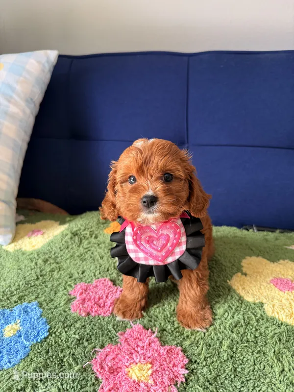coco – Cavapoo, Poodle - Toy  puppy for sale in Covina, CA
