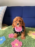 coco, a female Cavapoo and Poodle - Toy  for sale in Covina, CA – 2 of 3