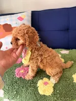 Lucy, a female Cavapoo and Poodle - Toy  for sale in Covina, CA – 3 of 3