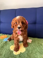 Lucy, a female Cavapoo for sale in Covina, CA – Photo 1 of 3