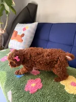 Lucy, a female Cavapoo for sale in Covina, CA – Photo 3 of 3