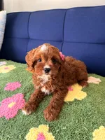 Lucy, a female Cavapoo for sale in Covina, CA – Photo 2 of 3