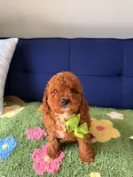 Little Bear, a male Cavapoo and Poodle - Toy  for sale in Covina, CA – 3 of 3