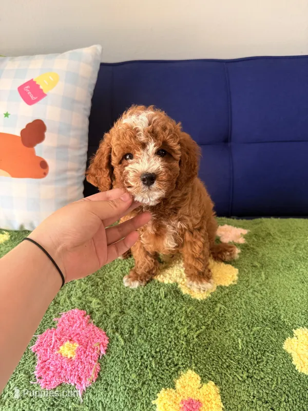 Cooper （teacup） – Cavapoo, Poodle - Toy  puppy for sale in Covina, CA