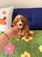 Cooper （teacup）, a male Cavapoo and Poodle - Toy  for sale in Covina, CA – 1 of 3