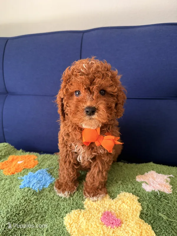 Teddy, a male Cavapoo and Poodle - Toy  for sale in Covina, CA – Photo 1 of 3